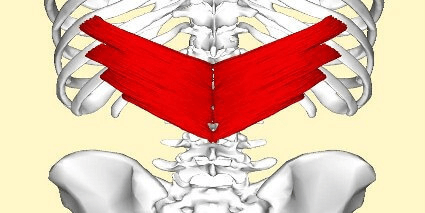 estabilizacion-hombro-musculos